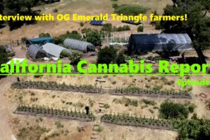 California Cannabis Report – Episode 1