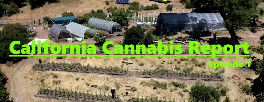 California Cannabis Report – Episode 1