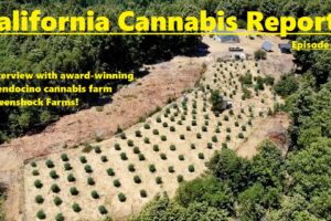 California Cannabis Report – Episode 4