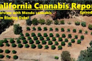 California Cannabis Report – Episode 5