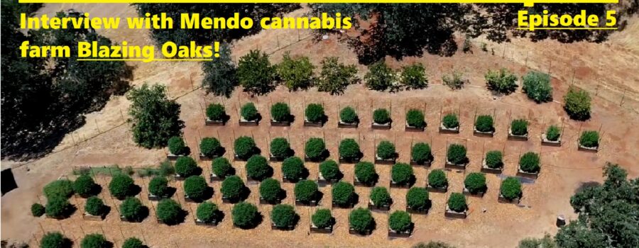 California Cannabis Report – Episode 5