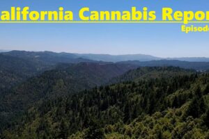 California Cannabis Report – Episode 6