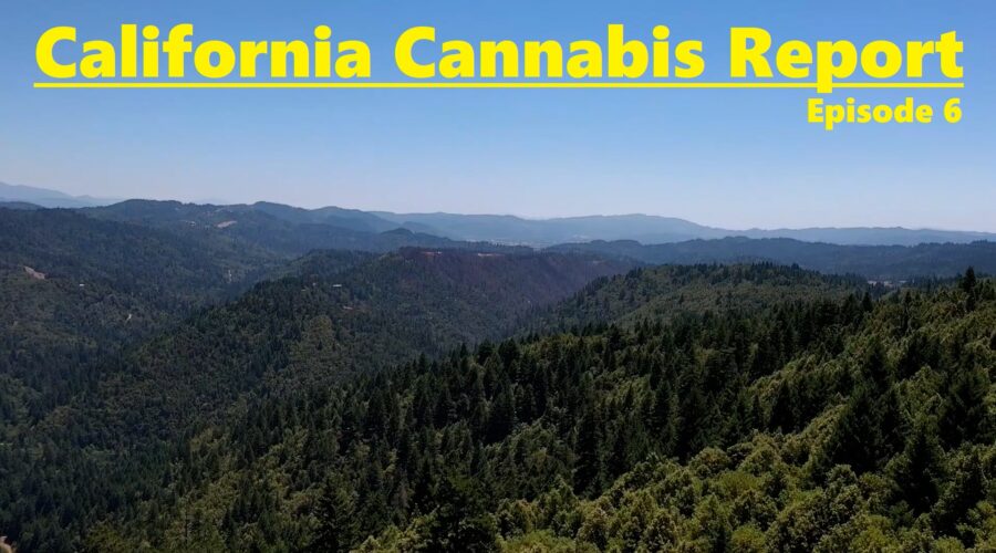 California Cannabis Report – Episode 6